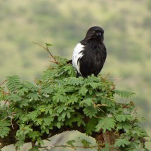 Black-white bird
